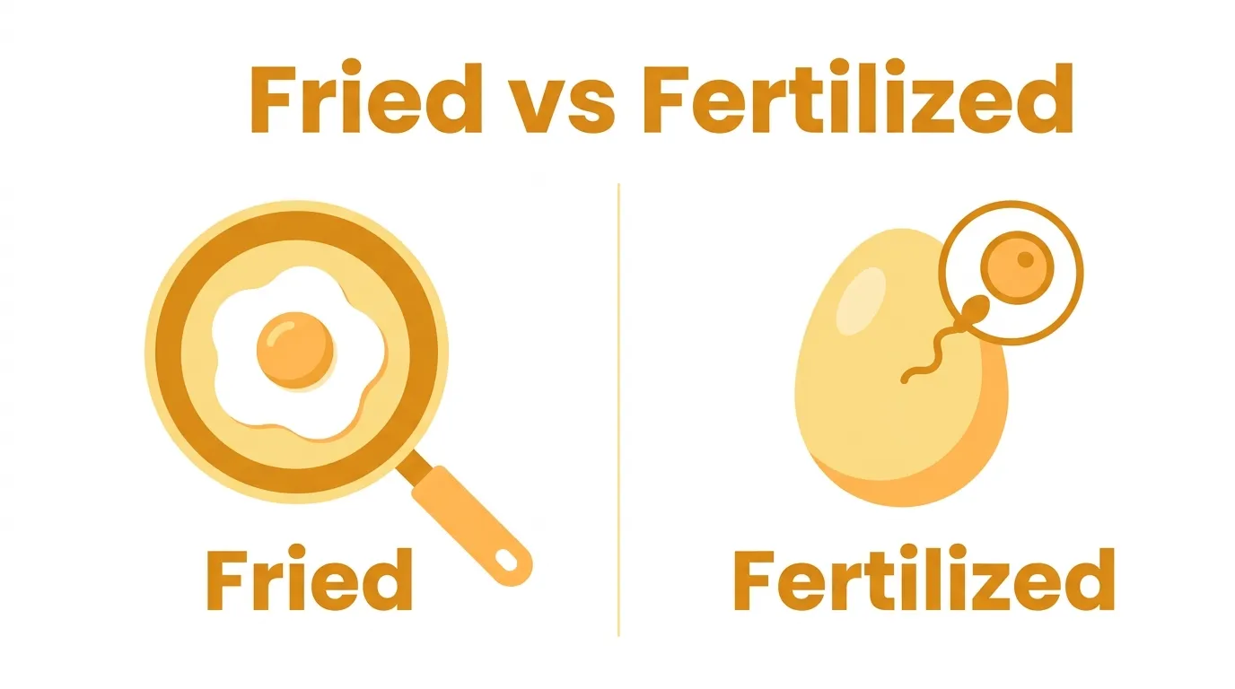 fried or fertilized